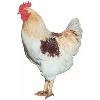 Chov hospodářského zvířete Kohout Dominant Hnědý D102