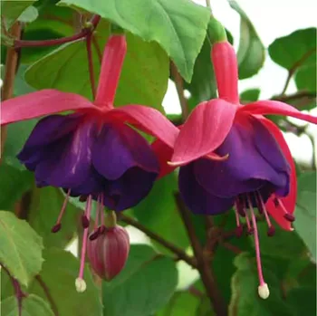 Lunter's Trotz Fuchsie 715