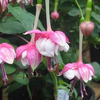 Rosse Draco Fuchsie 711