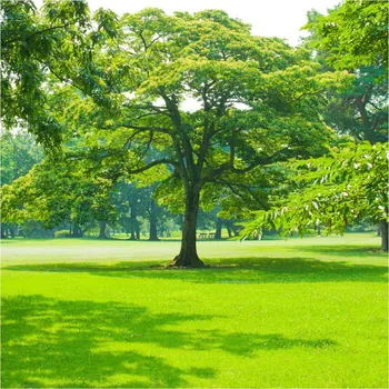 Zahrada SEED SERVICE TRAVNÍ SMĚS PARK 0,5 kg Partie: 24-2232-08452-01 /60