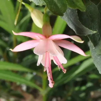 Cloverdale Pearl Fuchsie-mrazuvzdorná 727