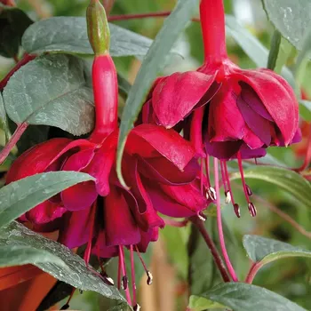 Adalbert Bogner Fuchsie 674