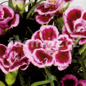 Hvozdík (Dianthus caryophyllus-Fredo) - 066F