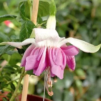 More Aplause Fuchsie 679