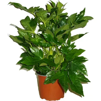 Sazenice Fatsia japonica XL