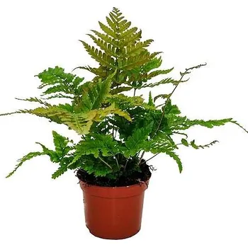 Sazenice Dryopteris erythrosora - Kapradina červenavá xl