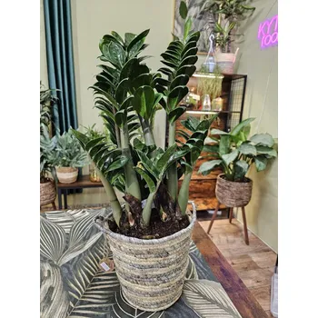 Zamioculcas Zamiifolia Zenzi Maxi
