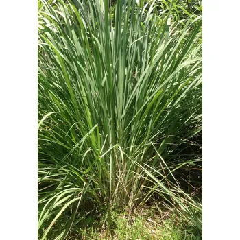 Koření AWA herbs Citronová tráva 100g (AWA herbs, RAZAT STYLE spol., Cejl 109, 60200)