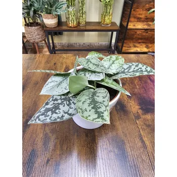 Scindapsus Silver Lady