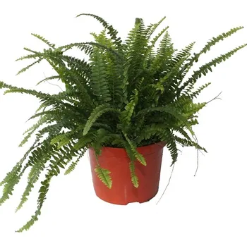 Sazenice Nephrolepis exal green lady air so pure XXL