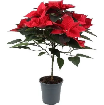 Sazenice Vánoční hvězda euphor na kmínku - mix barev