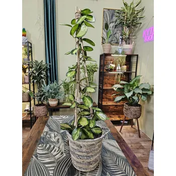 Hoya AustralisTrikolor Piramid