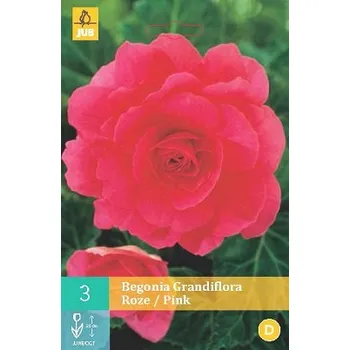 Sazenice Begónie Grandiflora Pink (3 cibule)