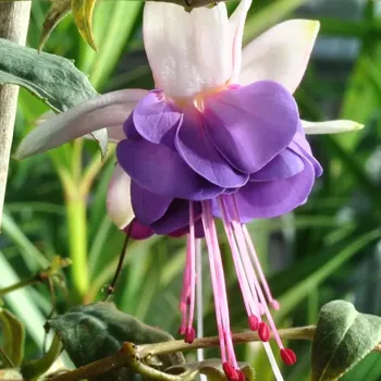 Roesse Pleione Fuchsie 768