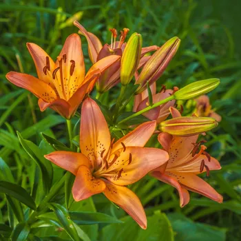 Sazenice Lilie Linda - Lilium - cibule lilie - 1 ks