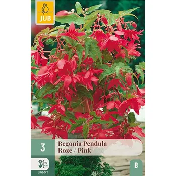 Sazenice Begónie Pendula Pink (3 cibule)