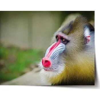 Plakát Sablio Plakát Mandril - 90x60 cm