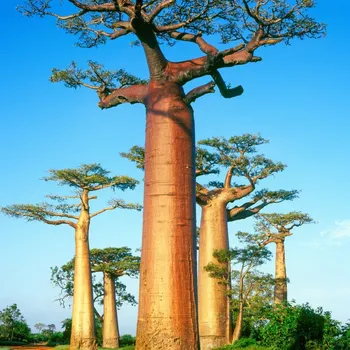 Semeno Baobab grandidieri - Adansonia grandidieri - semena baobabu - 2 ks