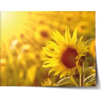 Plakát Sablio Plakát Slunečnice 3 - 60x40 cm