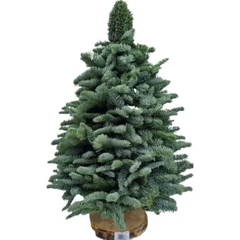 Vánoční stromek Vánoční stromek - Jedle vznešená (Nobilis) Výška cca 50 cm