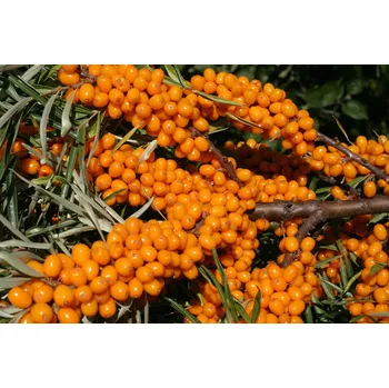 Sazenice Hippophae rhamnoides (L.) "KAPRIZ" - Rakytník řešetlákový