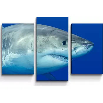 Obraz Sablio Obraz - 3-dílný Žralok - 75x50 cm