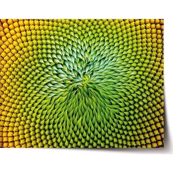 Plakát Sablio Plakát Detailní květ - 60x40 cm