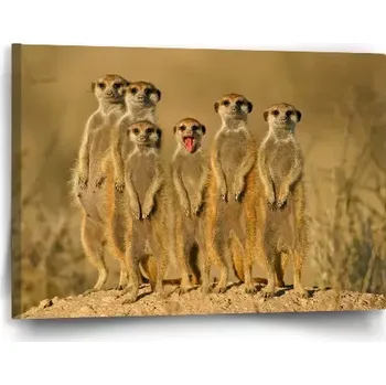 Obraz Sablio Obraz Surikaty - 60x40 cm