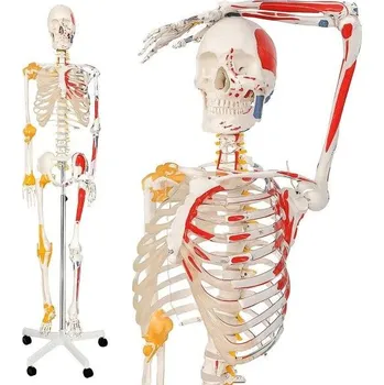anatomický model Jago Anatomická kostra se svaly, šlachami a plakátem