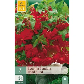 Cibulovina Begónie Pendula Red (3 cibule)