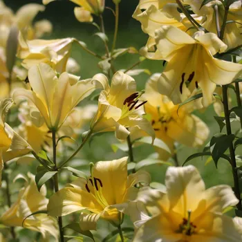 Sazenice Lilie Honeymoon - Lilium - cibule lilie - 1 ks