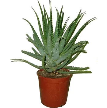 Sazenice Aloe arborescens velký