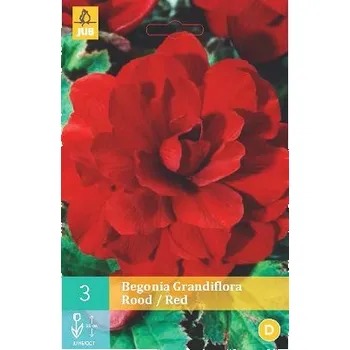 Sazenice Begónie Grandiflora Red (3 cibule)