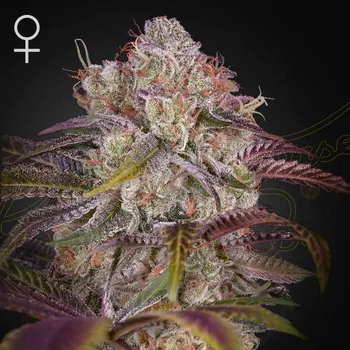 Semeno Green House Seed - Gran Jefa 1 ks