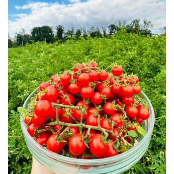 Semeno Divoké havajské (Hawaiian currant) 3 g