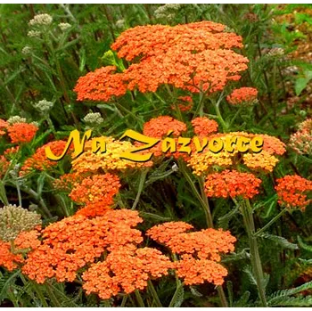 Sazenice Řebříček ´Terracotta´ (Achillea millefolium ´Terracotta´)
