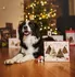 Pamlsek pro psa Fitmin Dog Purity Snax Collection Christmas Tree 2025 450 g