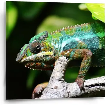 Obraz Sablio Obraz Chameleon - 50x50 cm