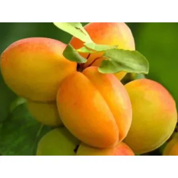 Sazenice Meruňka 'Raná z Morden' Balení: prostokořenný stromek, Podnož: myrobalán