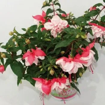 Fuchsia Jollies La Grande Jurancon 1183 F