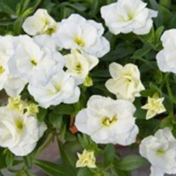 Million Bells – plnokvětý – bílý - 073P