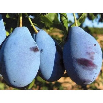 Sazenice Švestka 'Valjevka' Balení: prostokořenný stromek, Podnož: myrobalán