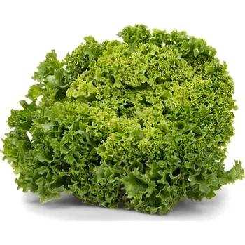 Salát Lollo Biondo 200g