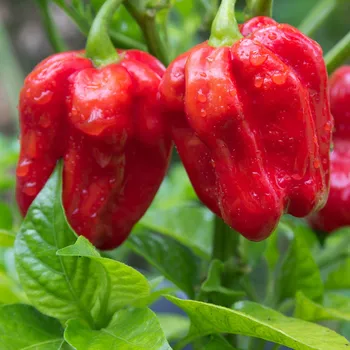 Semeno Chilli červené Habanero - Capsicum chinense - semena chilli - 6 ks
