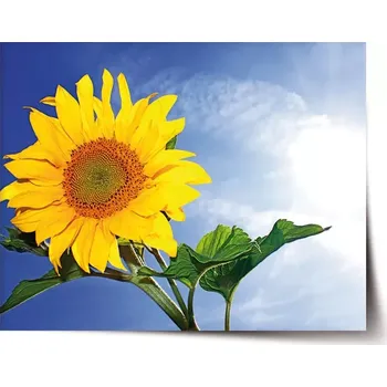 Plakát Sablio Plakát Slunečnice 2 - 60x40 cm