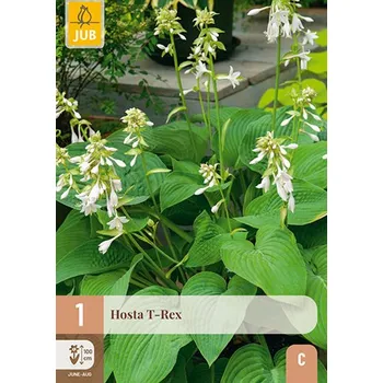 Cibulovina Bohyška T-REX (1 hlíza) Hosta