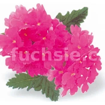 Verbeny růžová - 083