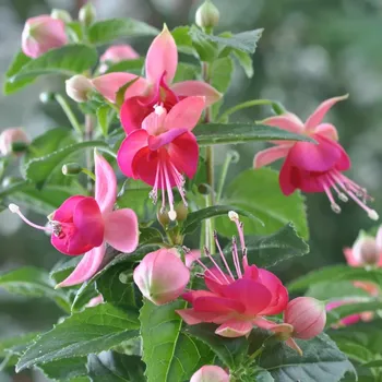 Jullies Tarbes Fuchsie 834