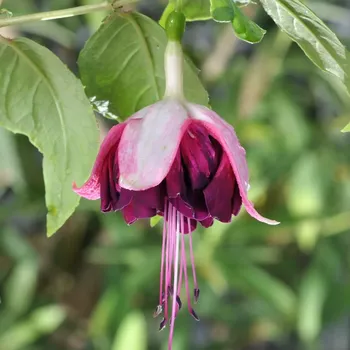 Hof Popkensburg't Fuchsie 820