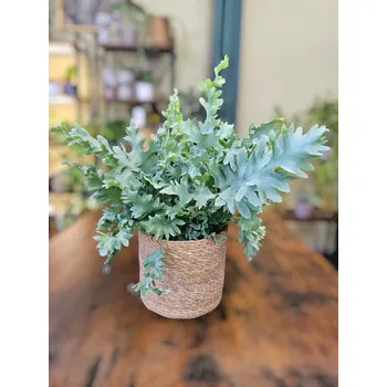 Phlebodium Davana (Kapradina)